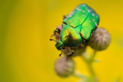 Green rose chafer (Cetonia aurata), Rhön, Germany, Europe
