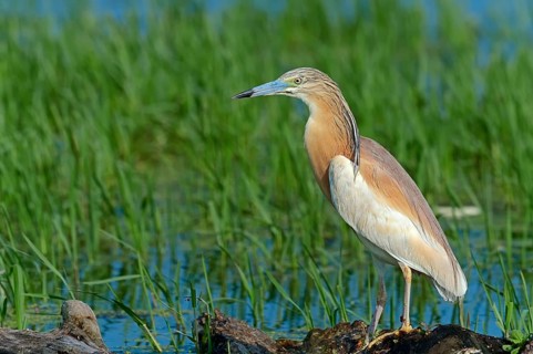Squacco heron (Ardeola ralloides), Heron, Greece, Europe