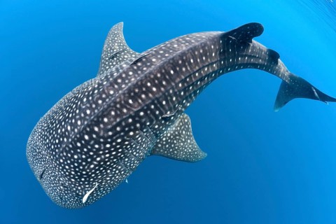 Whale shark (Rhincodon typus), North Male Atoll, Indian Ocean, Maldives, Asia
