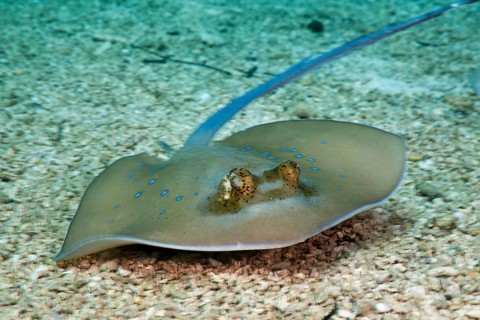 Bluespotted Stingray (Dasyatis kuhlii), Cenderawasih Bay, West Papua, Indonesia, Asia