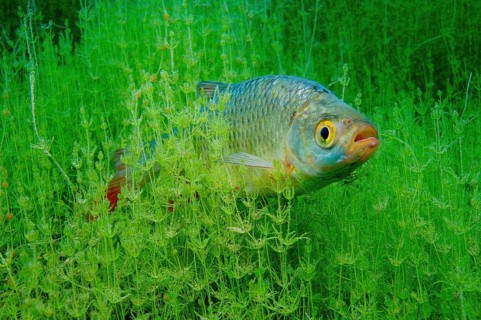 Common rudd (Scardinius erythrophthalmus), Baden-Wüttemberg, Germany, Europe