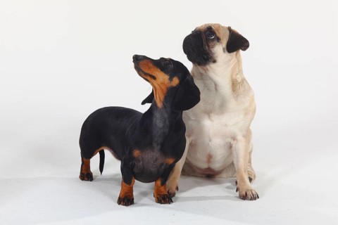 Shorthaired Dachshund and Pug, Dachshund, Dachshund, Miniature Dachshund
