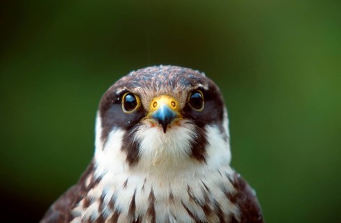 Eurasian hobby (Falco Subbuteo)