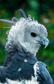 Harpy Eagle (Harpia harpyja)