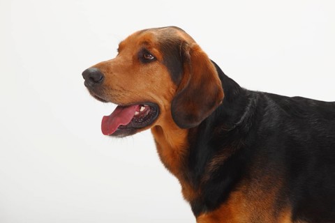 Ogar Polski, Polish Hunting Dog