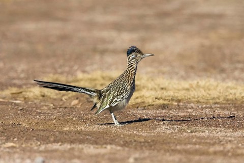 Greater roadrunner (Geococcyx californianus), female, Bosque del Apache, New Mexico, lateral, USA,