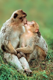 Barbary Monkeys, kissing (Macaca silvanus), Barbary Ape