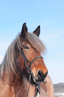 Belgian Coldblood, Gelding, Coldblood Horse, Brabanter, Stitch Hair
