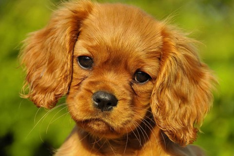 Cavalier King Charles Spaniel, puppy, ruby red