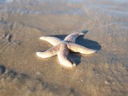 Starfish (Asteroidea) at the North Sea, sandy beach, blurred background, Zandvoort, Netherlands