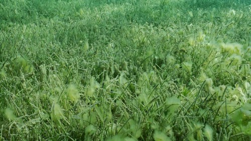 Seabed covered with green seagrass. Seagrass meadow with blooming green Round Leaf Sea Grass or