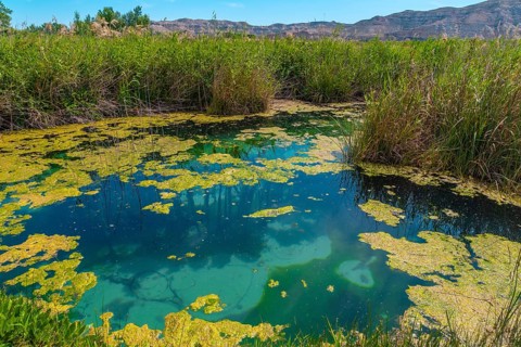 Groundwater in the wetland of the Ojos del Pontil natural park in Rueda de Jalon. Valdejalon.
