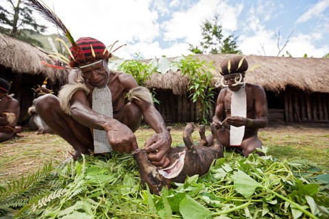 Dani Maenner cutting up a pig at a pig festival, Baliem Valley, West Papua, Indonesia, Asia