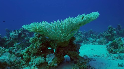 Bleached Hard Table Coral Acropora. Bleaching and death of corals from excessive seawater heating