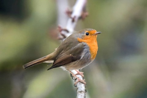 European robin (Erithacus rubecula), sitting on a branch, fluffed up up, winter, close-up, Wismar,