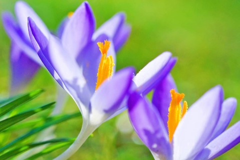 Close up of blossom of lilac Spring Crocuses (Crocus vernus) Munich, Bavaria, Germany, Europe