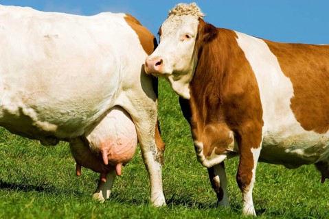 Two dairy cows, cattle, on a pasture with big and full udder