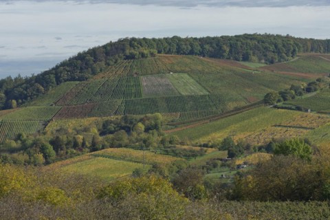 Vineyards, Pfedelbach, Ohrntal, Hohenlohe, Heilbronn-Franken, Baden-Württemberg, Germany, Europe