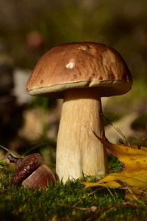 King bolete (Boletus edulis) growing on a moss cushion in autumn, Hunsrück, Rhineland-Palatinate,
