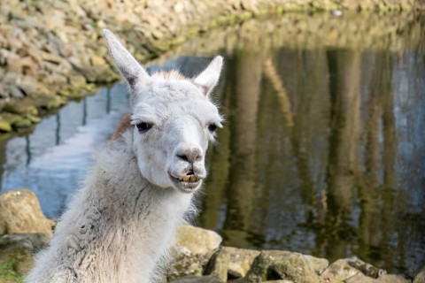 Animal portrait llama