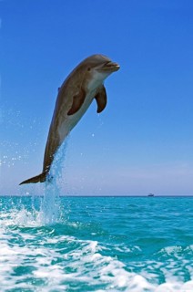 Bottlenose Dolphin (tursiops truncatus), Adult Leaping, Honduras, Central America