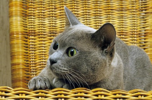 Lilac Burmese Domestic Cat, Adult standing in Basket