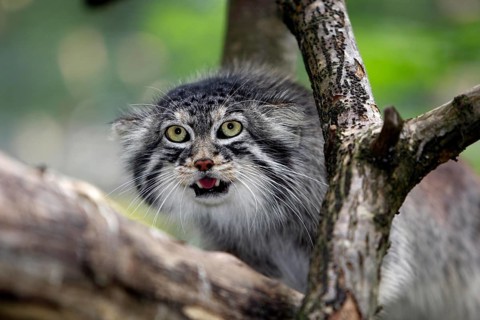 Manul or Pallas's Cat (otocolobus manul), Adult standing on Branch