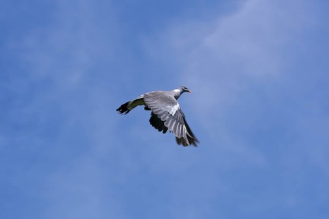 WOOD PIGEON (columba palumbus), ADULT IN FLIGHT