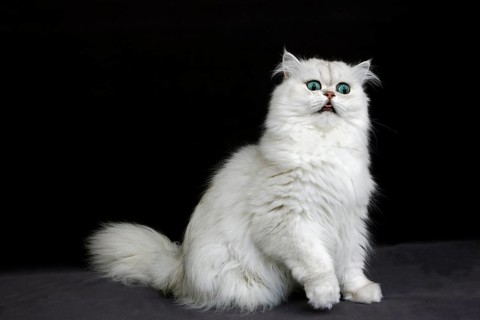 Chinchilla Persian Domestic Cat against Black Background