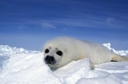 Harp Seal (pagophilus groenlandicus), Pup standing on Icefield, Magdalena Island in Canada