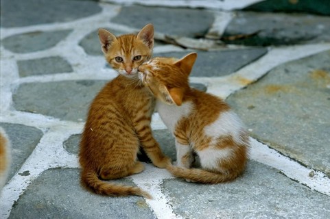 Young domestic kittens, Lesvos, Greece, Europe