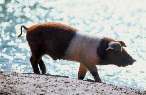 Red-breasted Husum Protest Pig, Danish Protest Pig, German Saddleback Pig Division Red-breasted