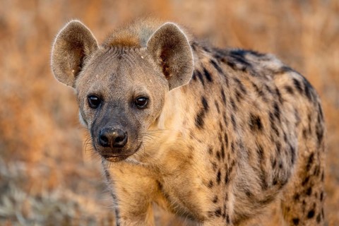 Spotted hyena (Crocuta crocuta), animal portrait, in morning light, Nsefu Sector, South Luangwa,