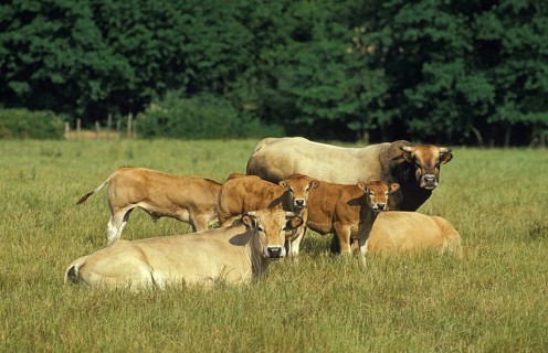 Parthenaise cattle, a French breed, herd with bull, cows and calf
