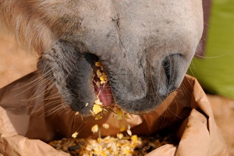 Domestic horse, feeding, horse feeding, feed, concentrate, muesli