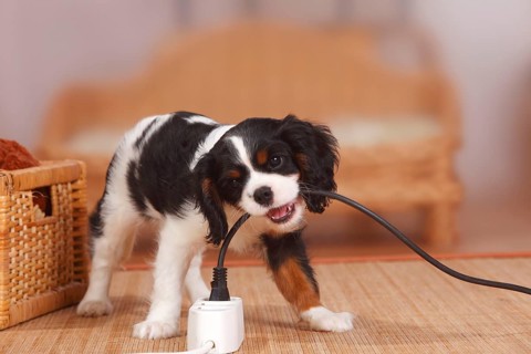 Cavalier King Charles Spaniel, puppy, tricolour, 9 weeks, bites into power cable, multiple plug,
