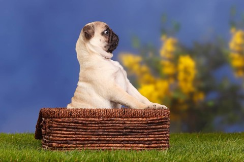 Pug, puppy, 12 weeks, basket, lateral