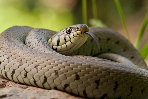 Grass snake (Natrix natrix) Rhineland-Palatinate, Germany, Europe