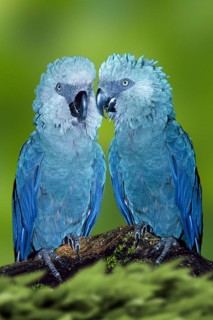 Spix's macaw (Cyanopsitta spixii)