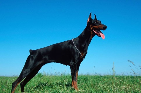 Doberman Pinscher, cropped ears, bitch