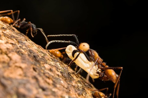 Driver ant, submajor, carrying larva and Eciton burchellii (Eciton burchelli), ant, ants, Costa