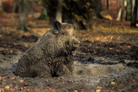 Wild Boar (Sus scrofa) wallowing in mud, dirty