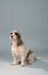 Petit Basset Griffon Vendeen
