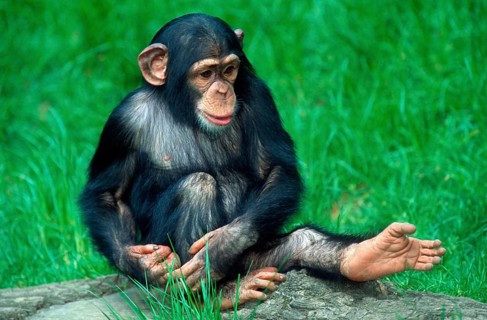 Young Chimpanzee (Pan troglodytes), Chimpy