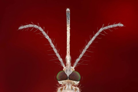 Close-up of a mosquito (Culex pipiens) with stinging trunk and feathered antennae