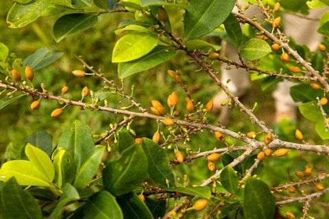 Coca (erythroxylum coca), leaves for cocaine production, Peru, South America