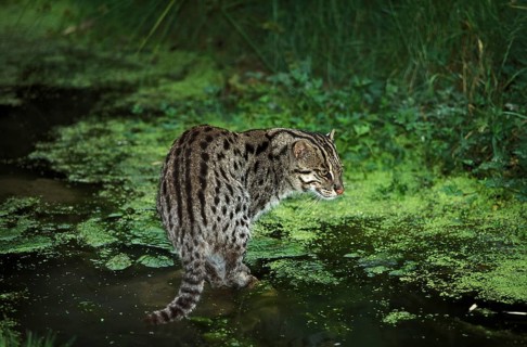 Fishing cat (prionailurus viverrinus), adult in water