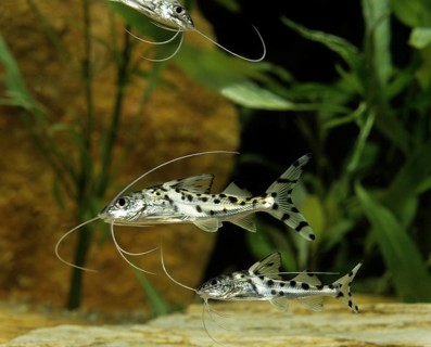 Angel Antenna Catfish, Painted Antenna Catfish, Angel Antenna Catfish, Painted Antenna Catfish,