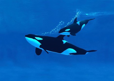 Killer Whale (orcinus orca), Mother with Calf