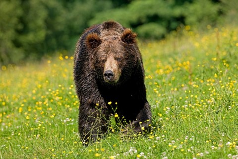 BROWN BEAR (ursus arctos), ADULT WALKING THROUGH MEADOW